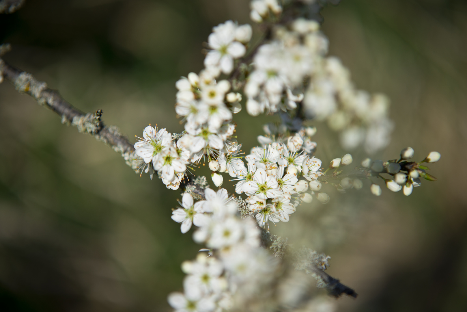 endlich Frühling ...