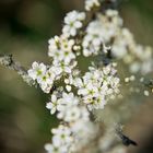 endlich Frühling ...