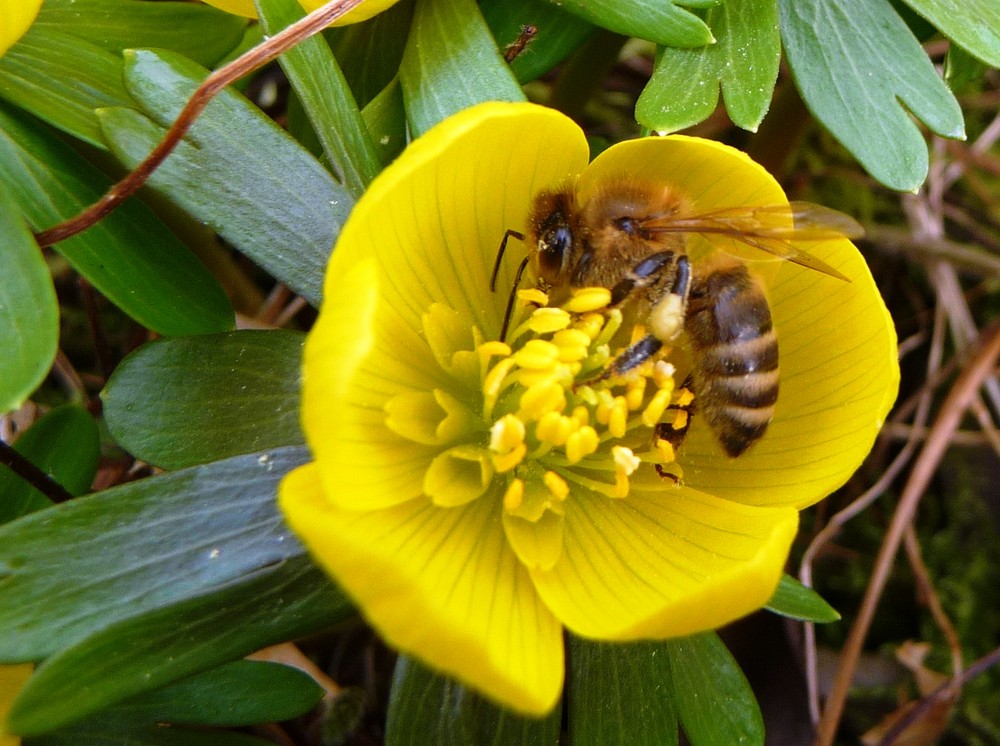 Endlich Frühling.......