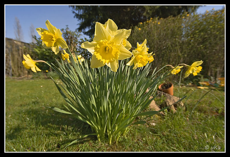 Endlich Frühling... :-)) (6006)