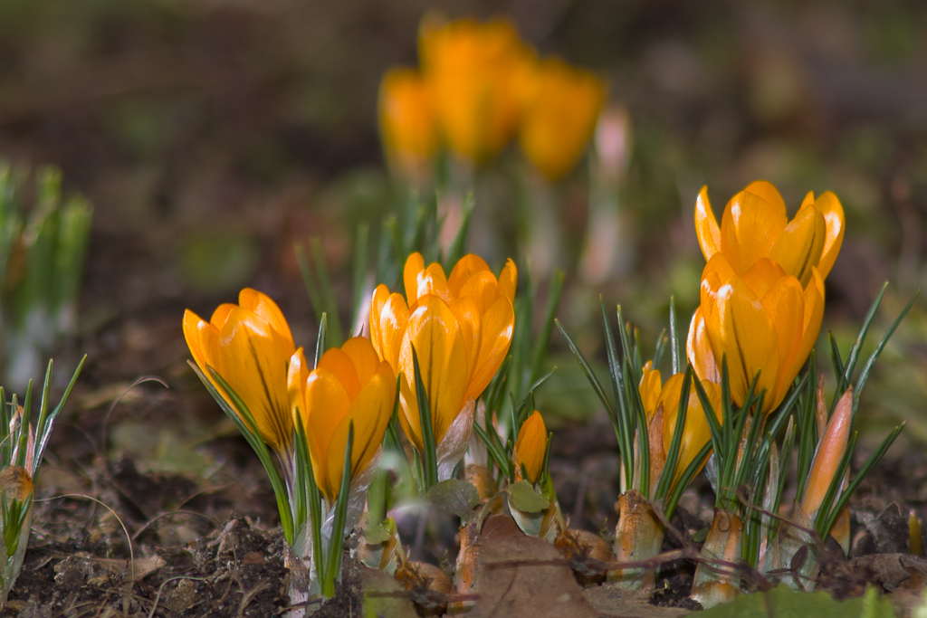 endlich Frühling