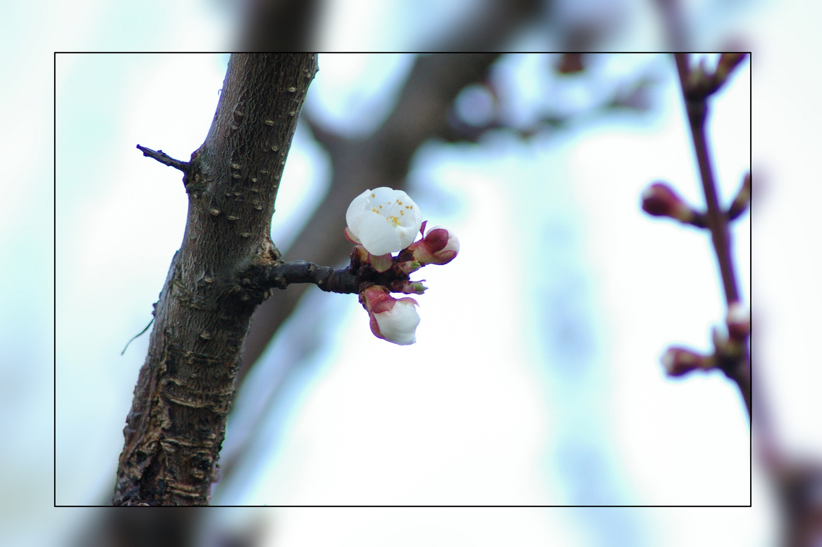 endlich Frühling