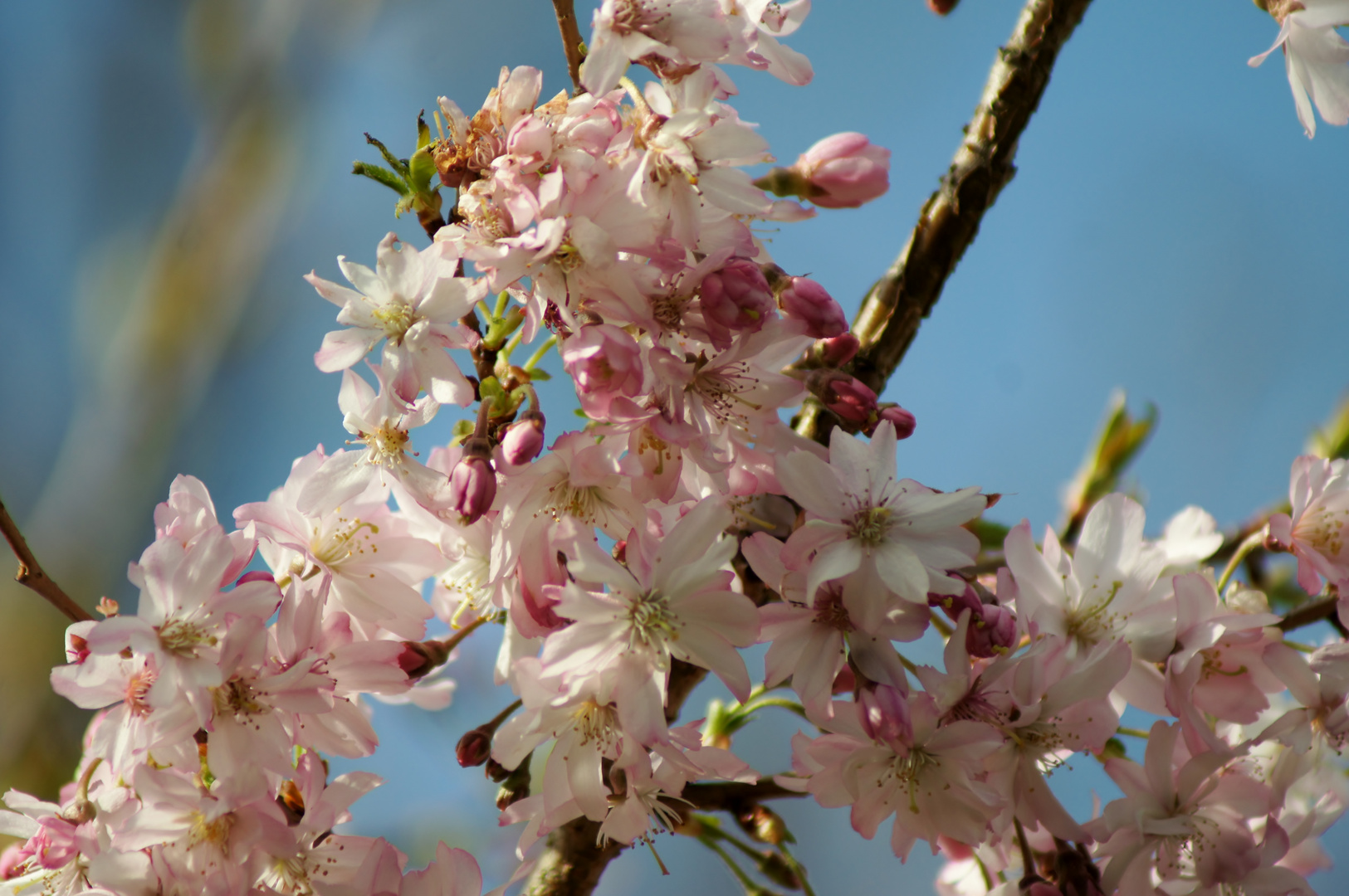 Endlich Frühling!