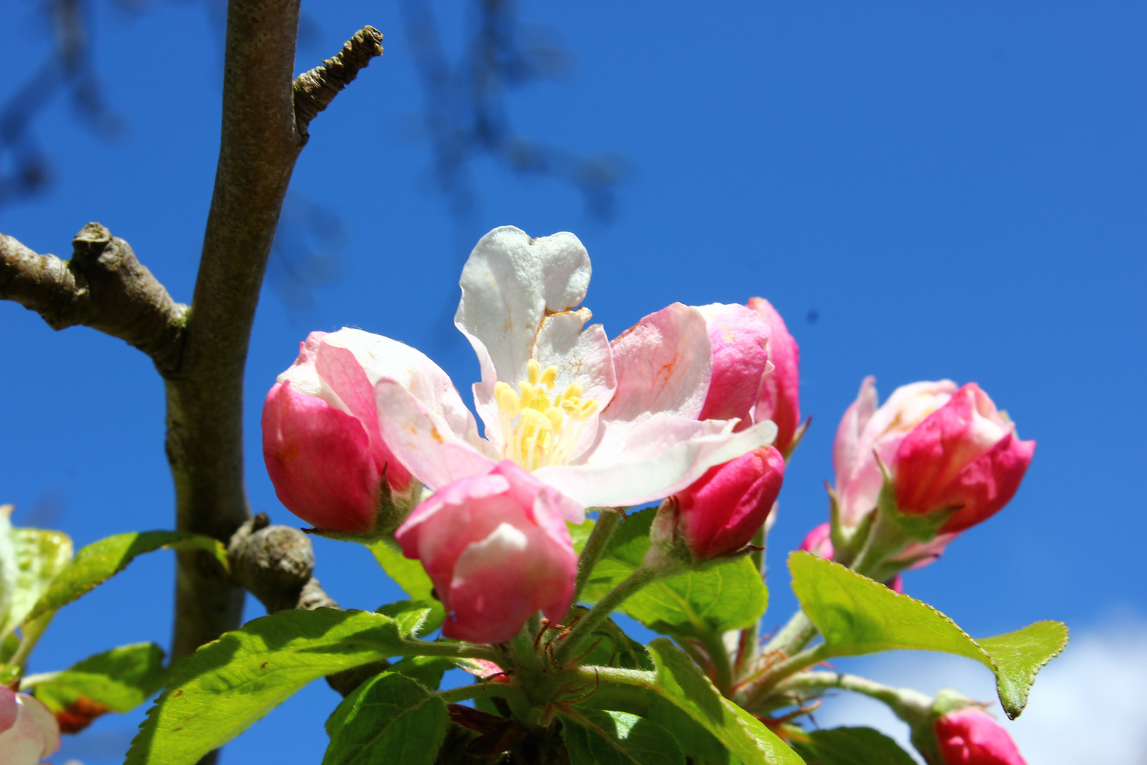 Endlich Frühling