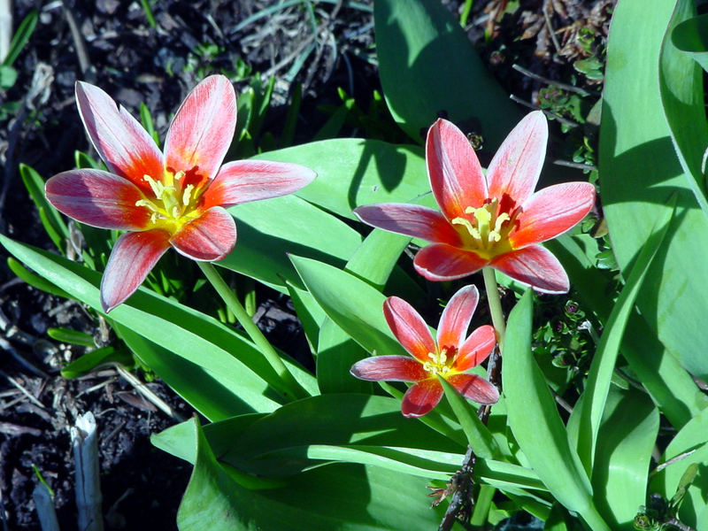 Endlich Frühling