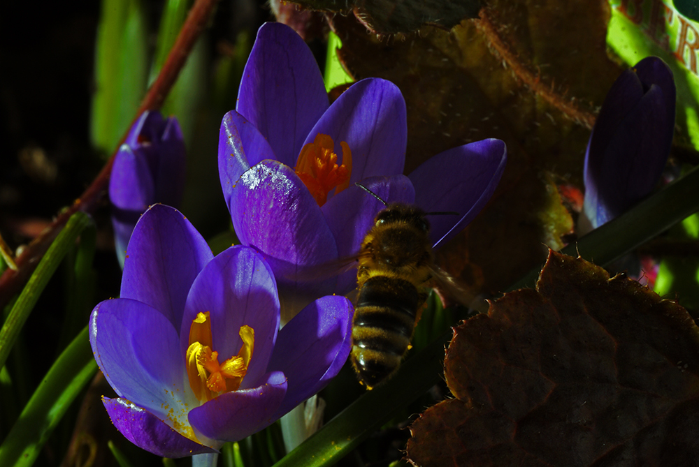 endlich Frühling