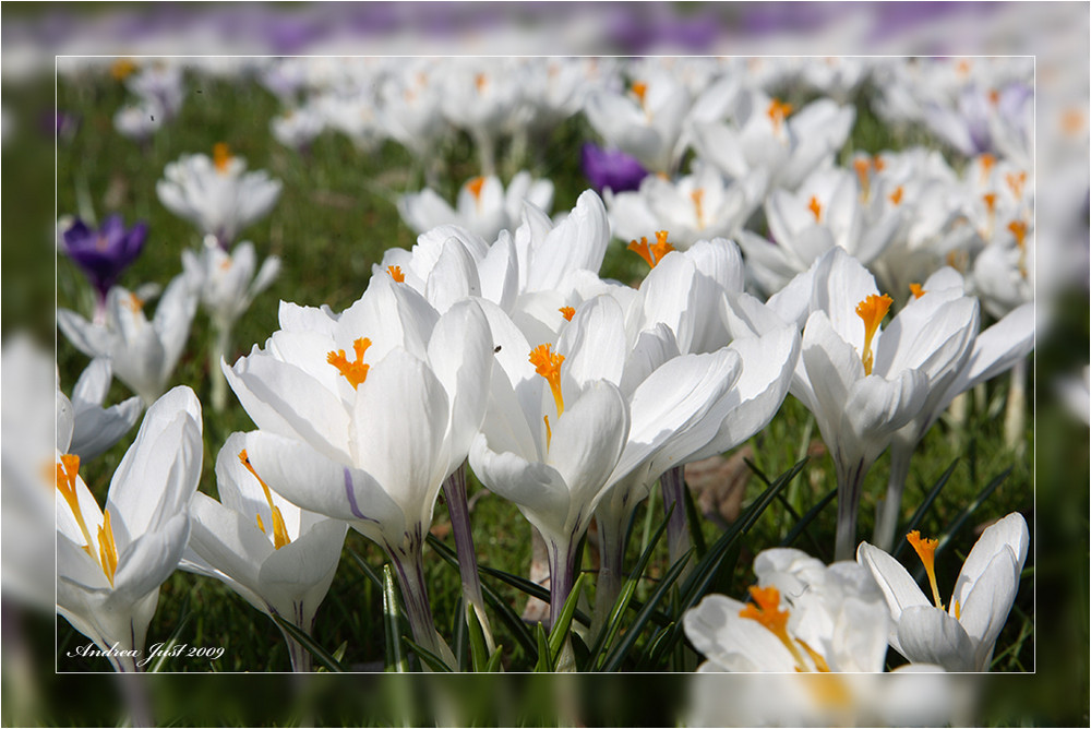 Endlich Frühling