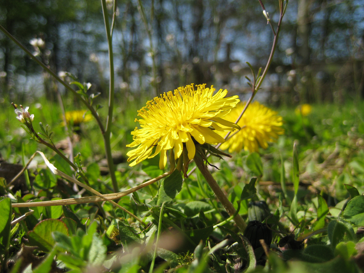 Endlich Frühling!