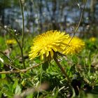 Endlich Frühling!