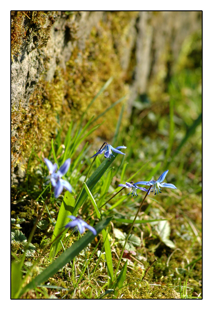 ...endlich Frühling...