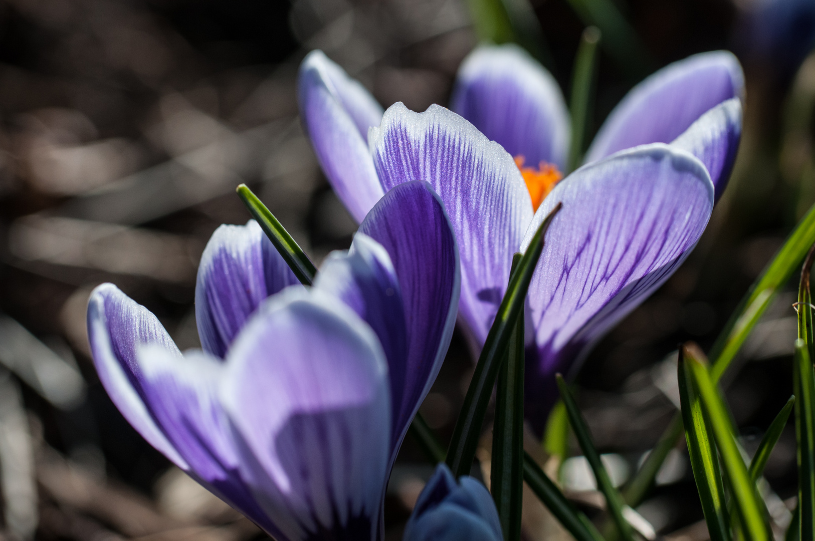 Endlich Frühling!