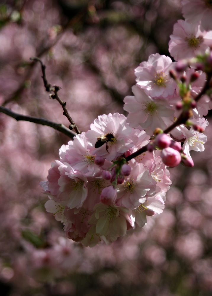 endlich Frühling