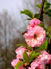 endlich Frühling