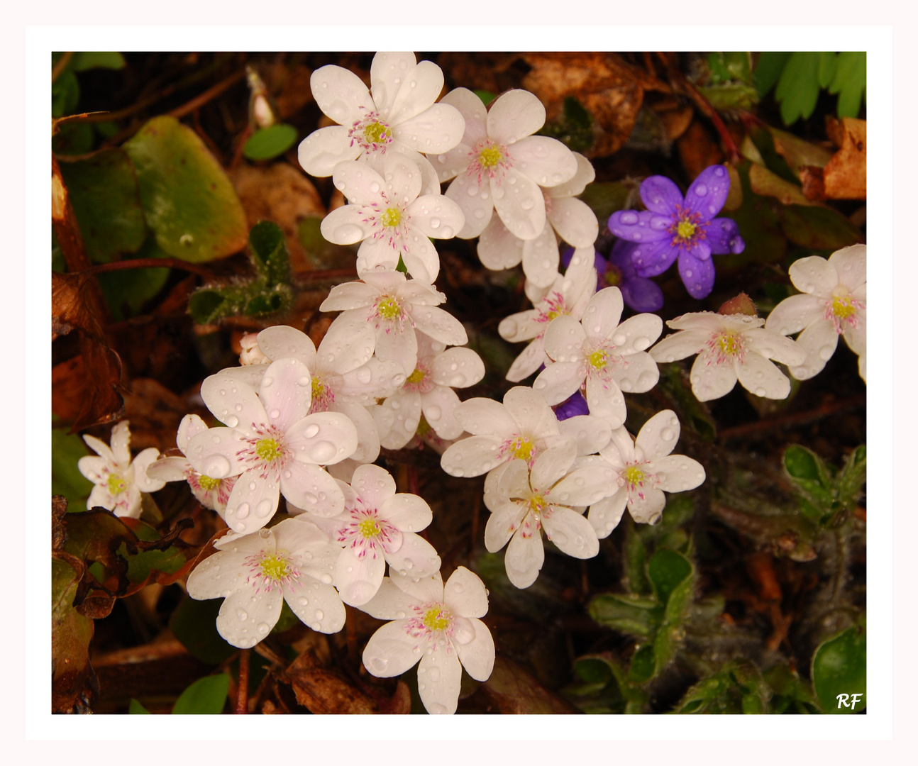 Endlich Frühling!