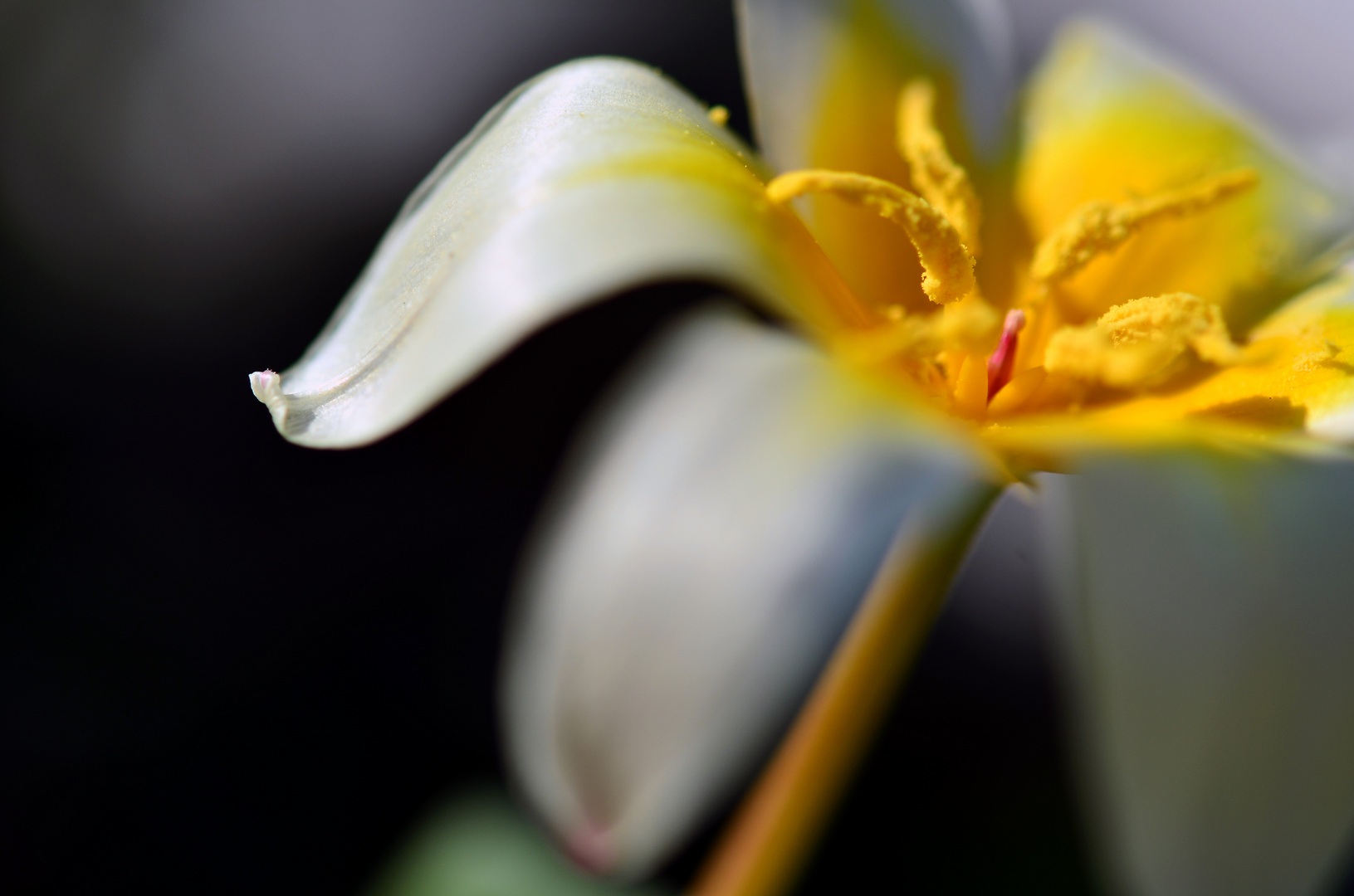 Endlich Frühling!!!