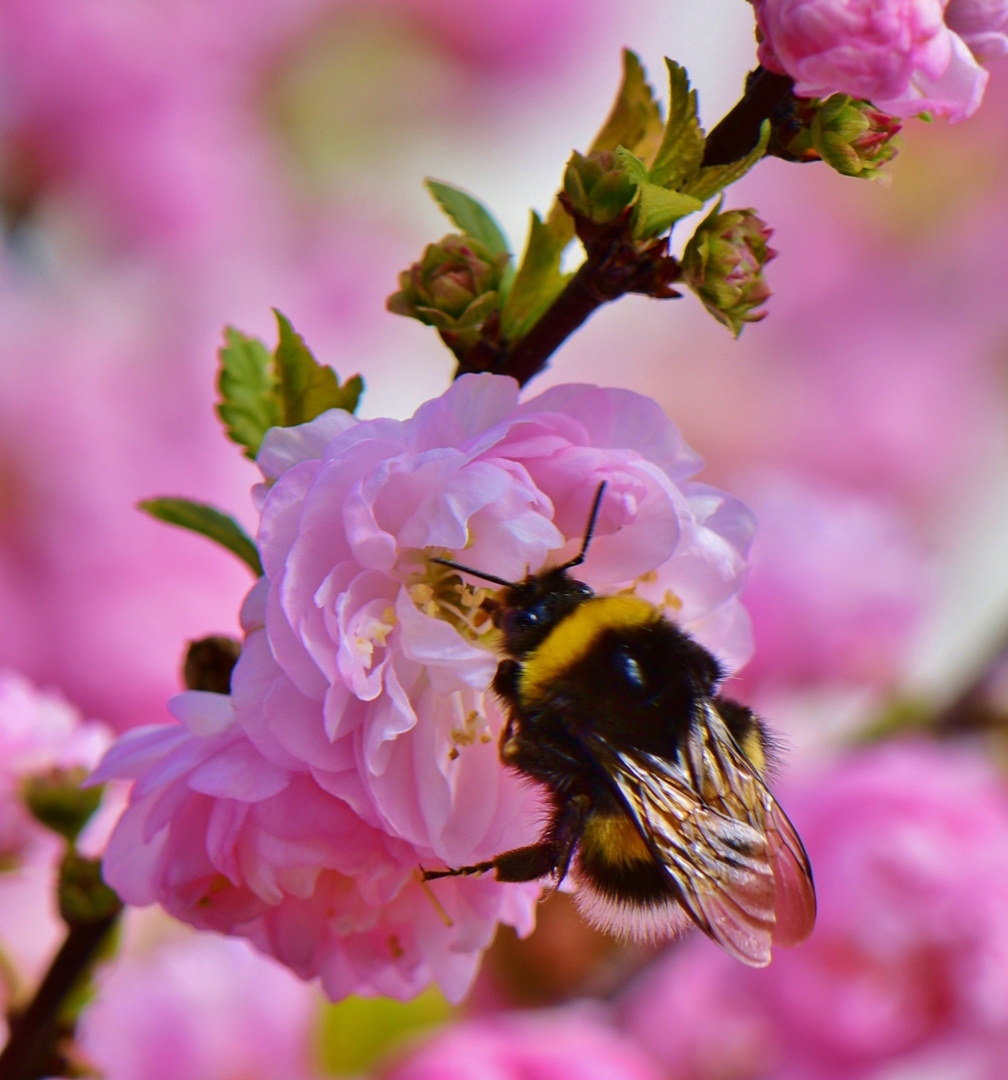 Endlich Frühling