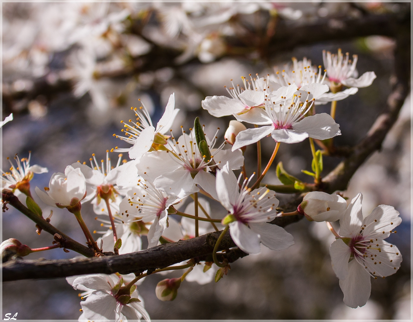 Endlich Frühling