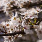 Endlich Frühling