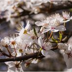 Endlich Frühling