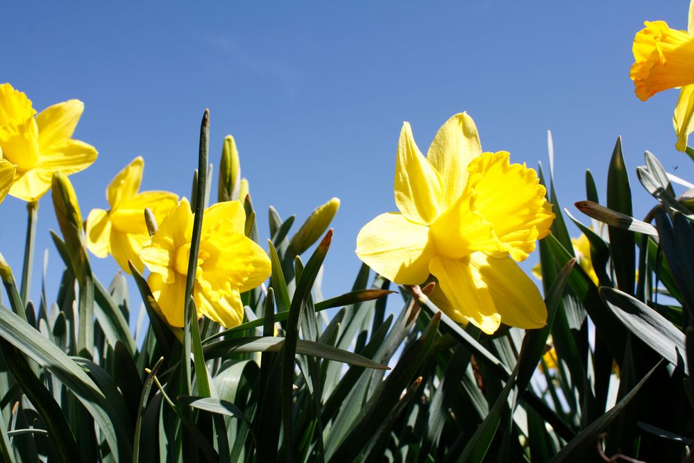 Endlich Frühling!!