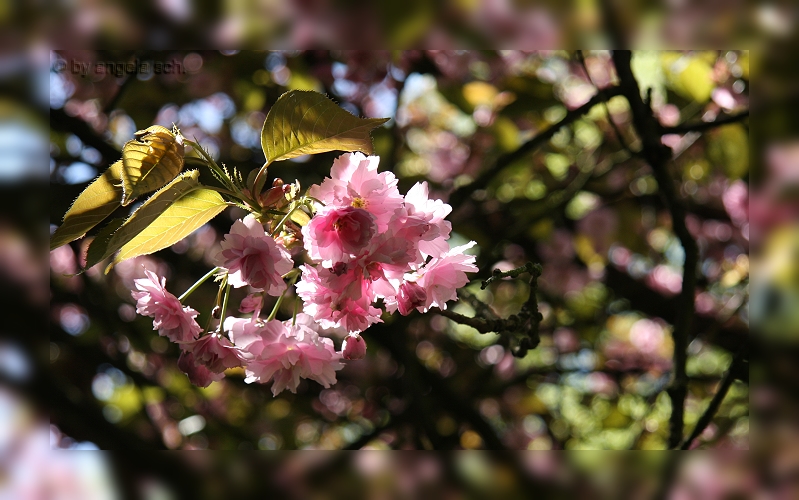 ~ Endlich Frühling ~