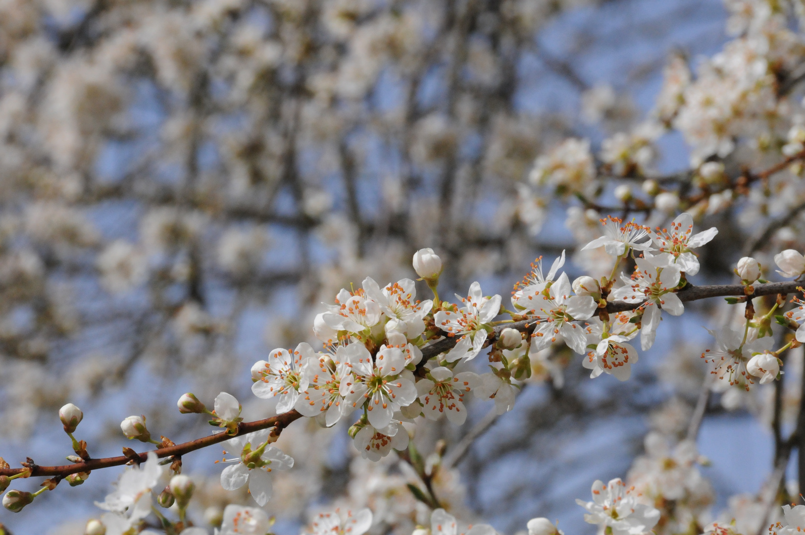 Endlich Frühling