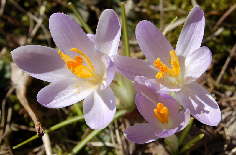 Endlich Frühling