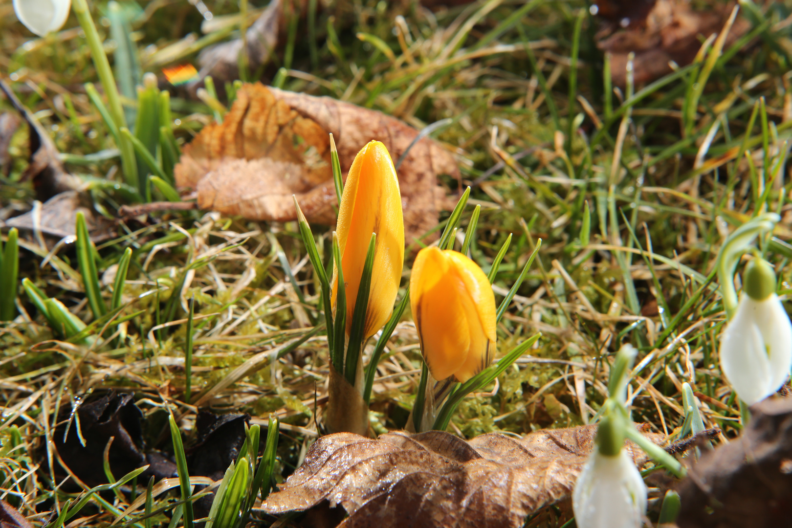 Endlich Frühling