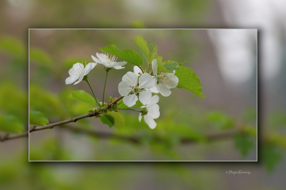 Endlich Frühling