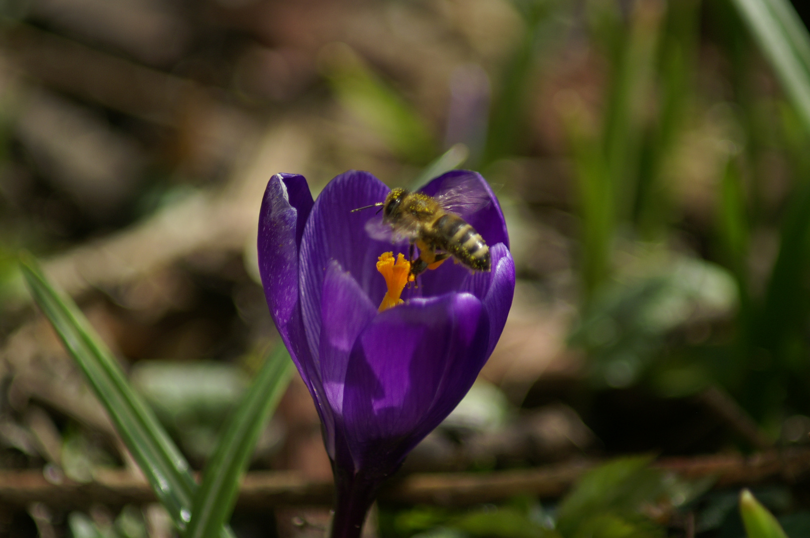 Endlich Frühling