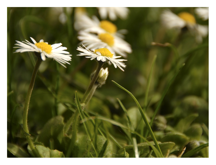 endlich Frühling