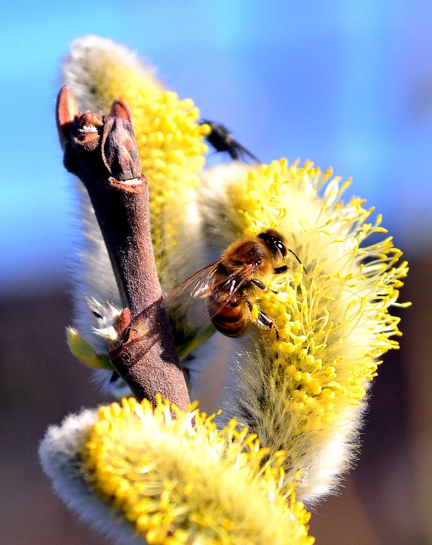 Endlich Frühling