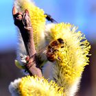 Endlich Frühling