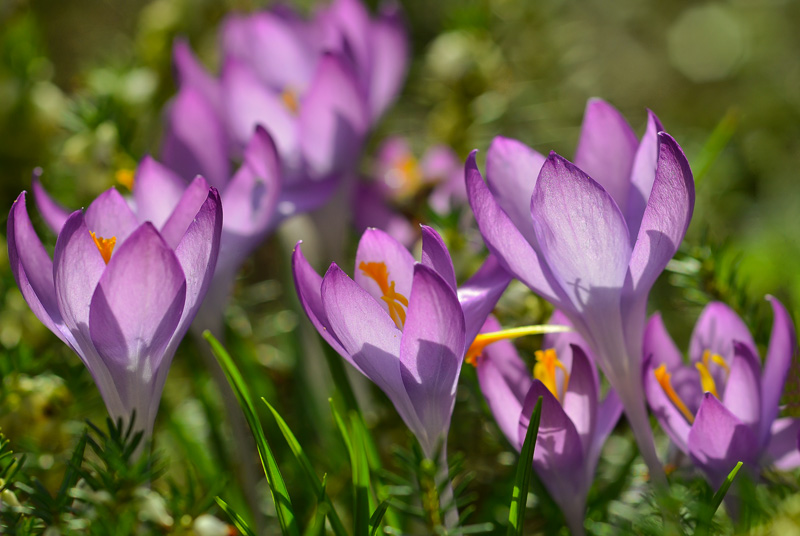 Endlich Frühling