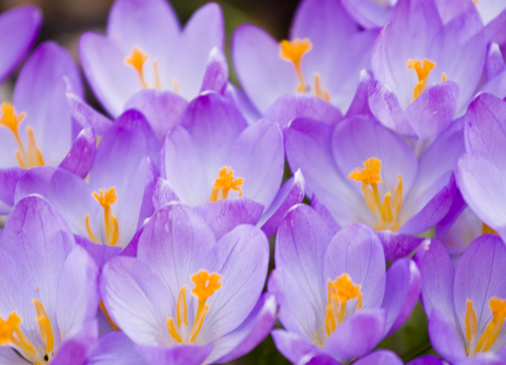 Endlich Frühling?