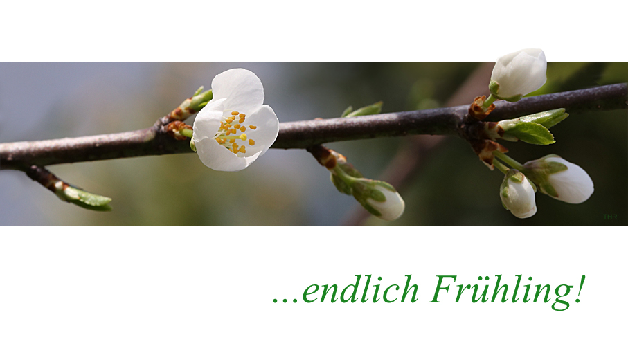 endlich Frühling!