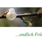 endlich Frühling!