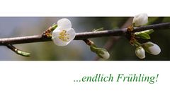 endlich Frühling!