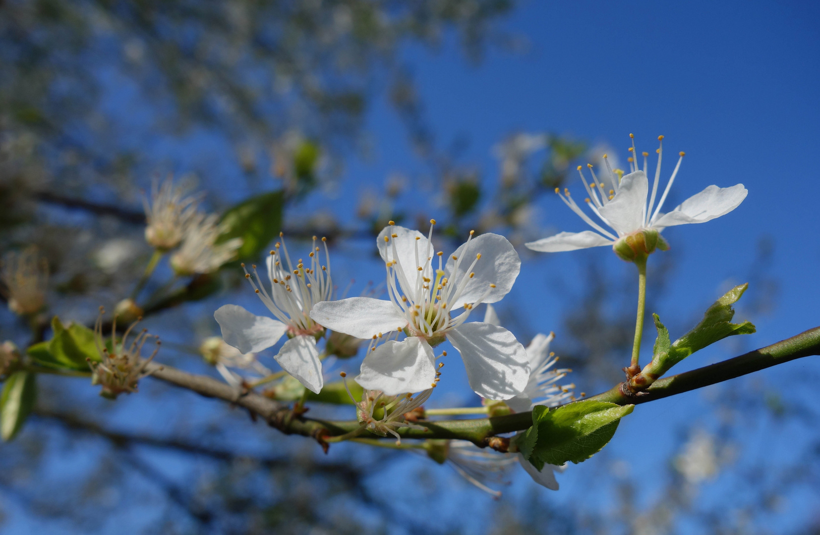 Endlich Frühling