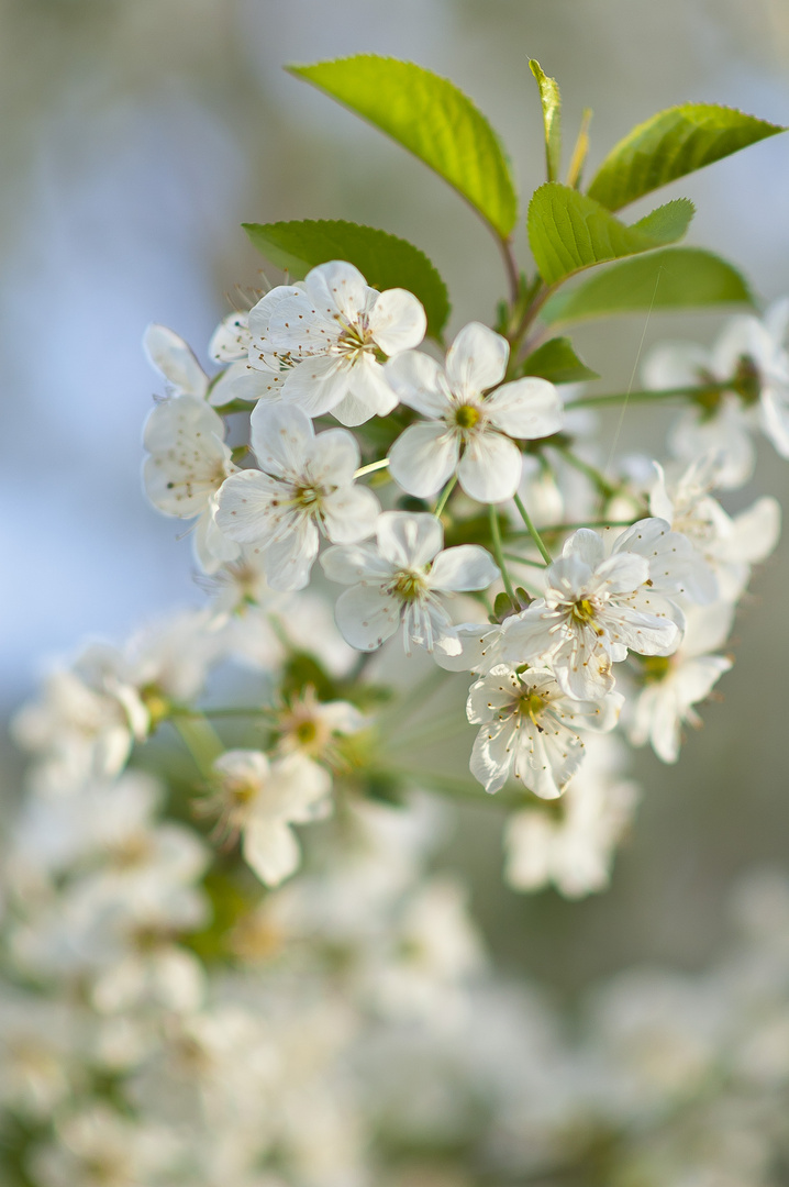 Endlich Frühling