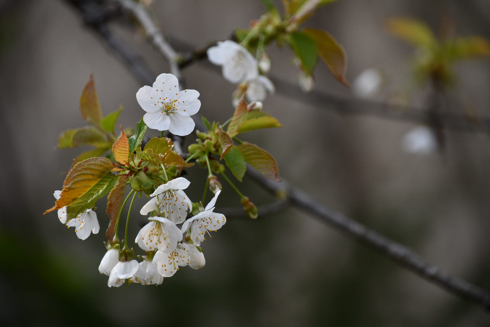 endlich Frühling!