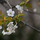 endlich Frühling!