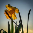 endlich frühling