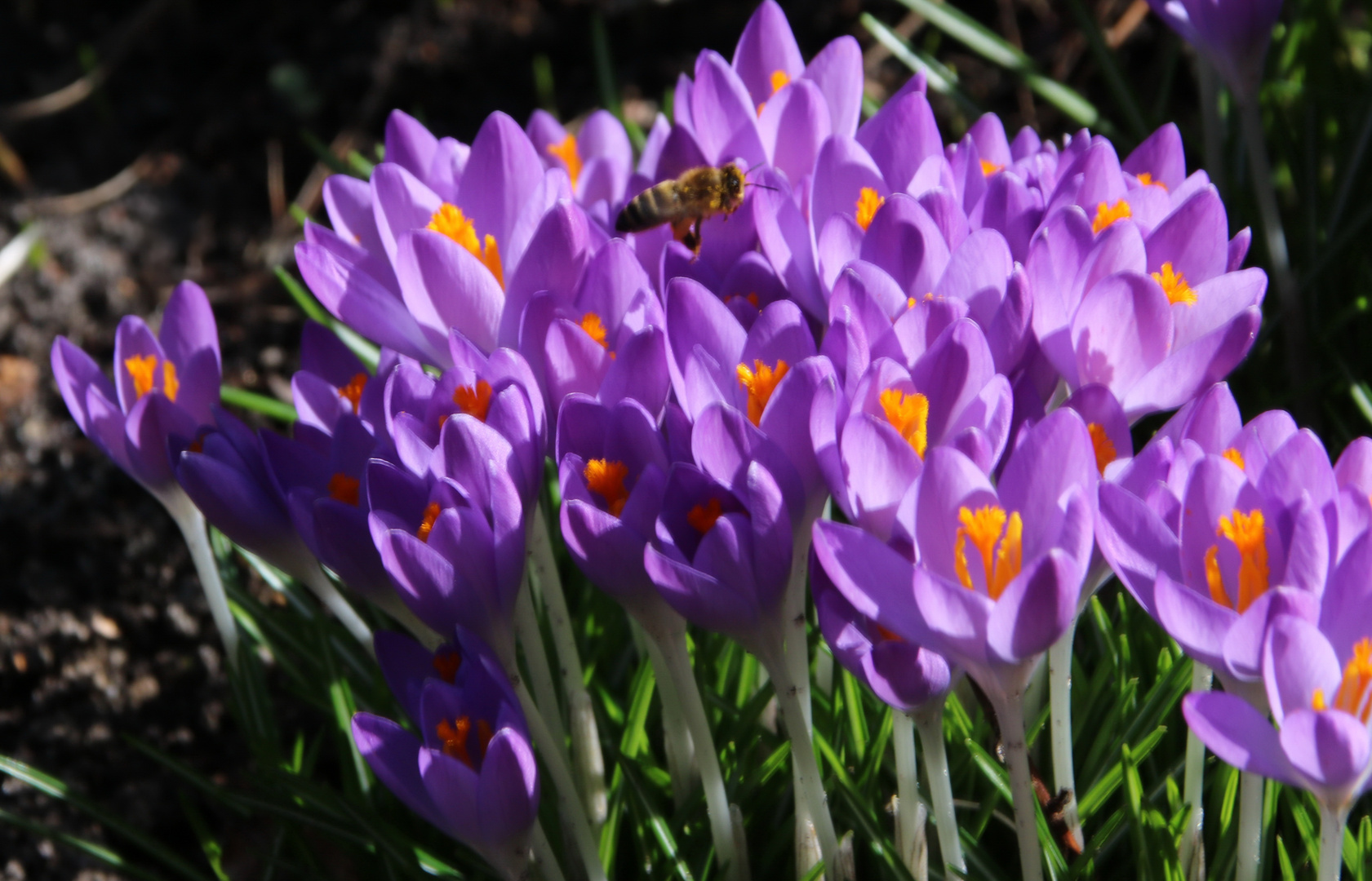 Endlich Frühling