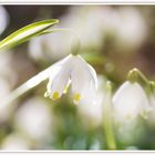 Endlich Frühling