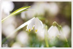 Endlich Frühling