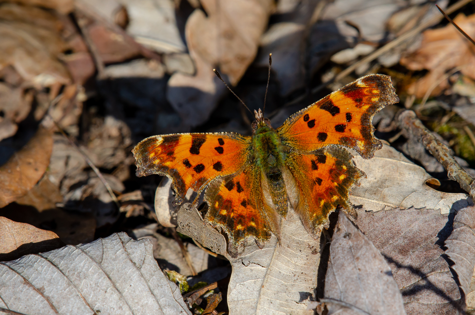 Endlich Frühling