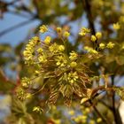 endlich Frühling