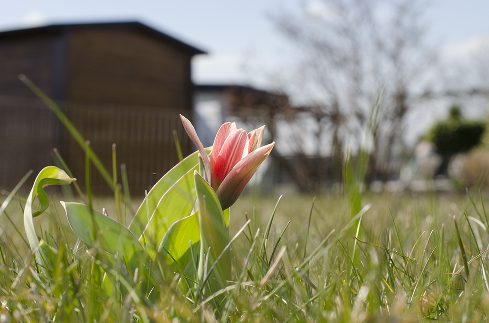 Endlich Frühling...