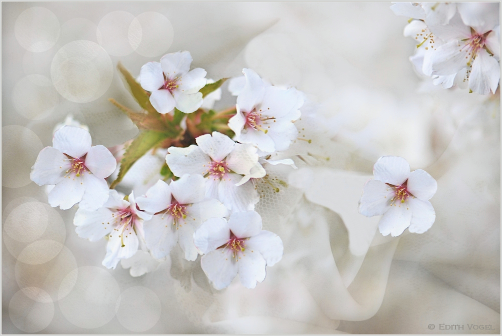 endlich FRÜHLING